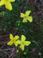 Hypericum microsepalum