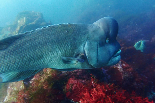 Asian sheepshead wrasse (Semicossyphus reticulatus) — Labridae — 4