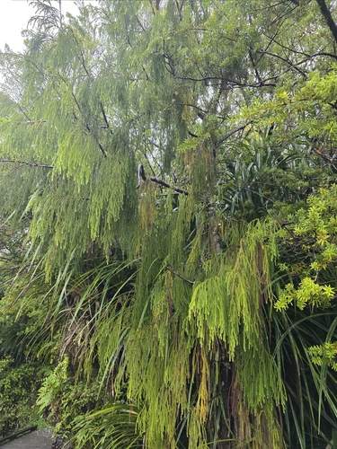 Dacrydium cupressinum