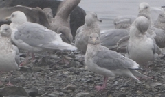Larus glaucescens × hyperboreus