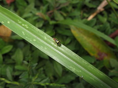 Metrobrotica geometrica