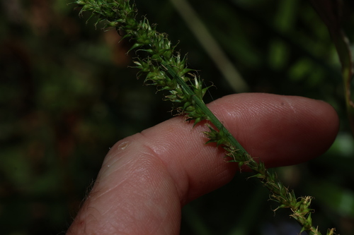 Carex declinata (Carex declinata)