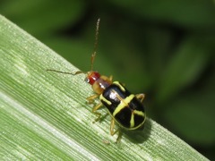 Metrobrotica geometrica