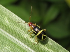 Metrobrotica geometrica