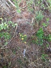 Hypericum microsepalum