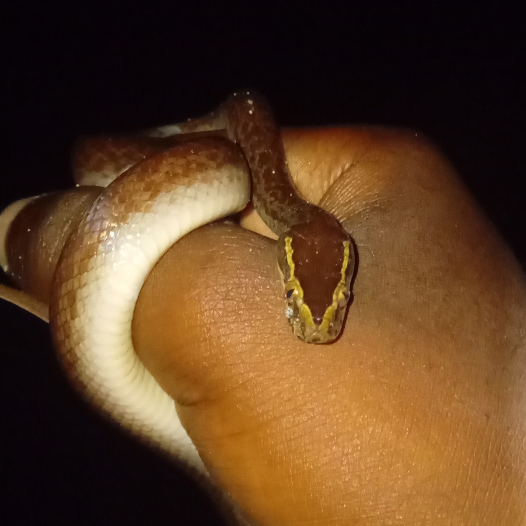Lamprophiidae