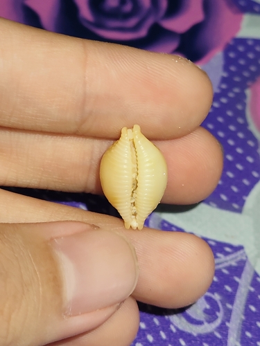 Pustularia cicercula observed 2026-01-17