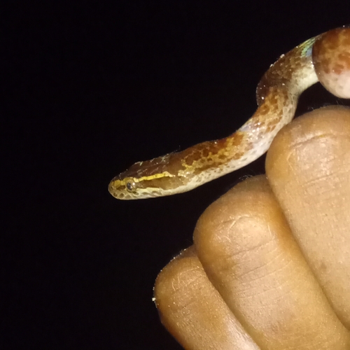 Cape House Snake