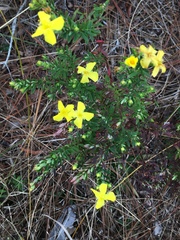 Hypericum microsepalum
