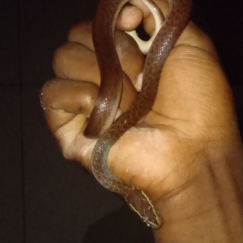 Cape House Snake
