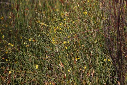 Image of Lebeckia contaminata by (c) Tony Rebelo, some rights reserved (CC BY-SA)