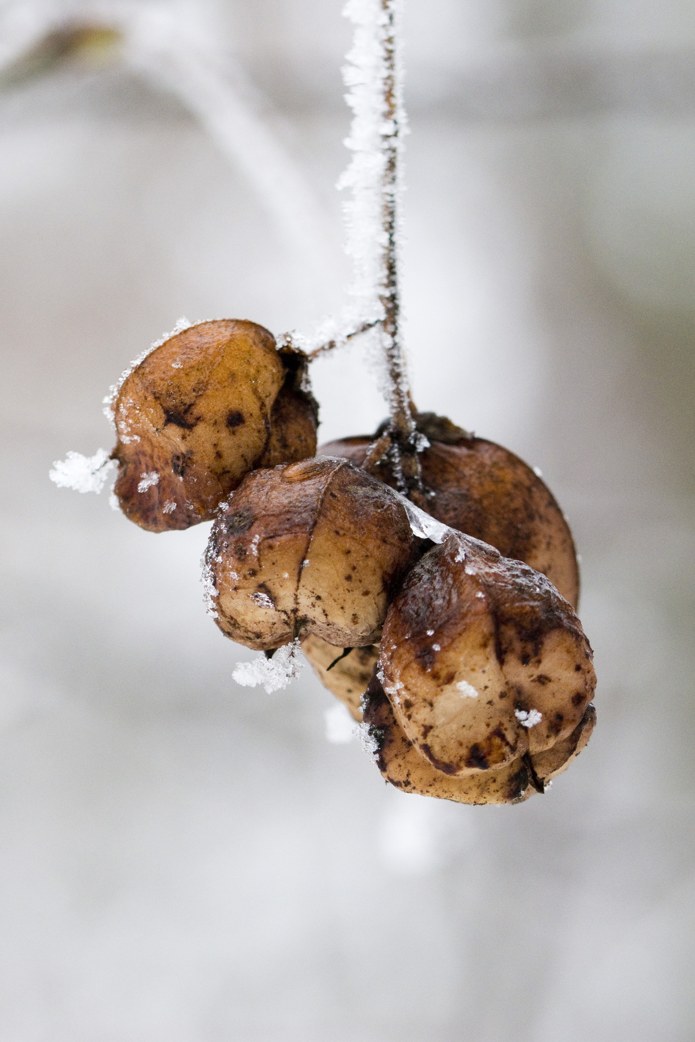 Bladdernut
