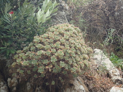 Aeonium haworthii