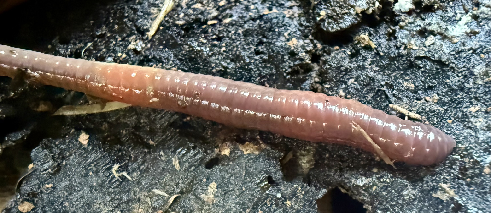 Lumbricus rubellus Hoffmeister, 1843