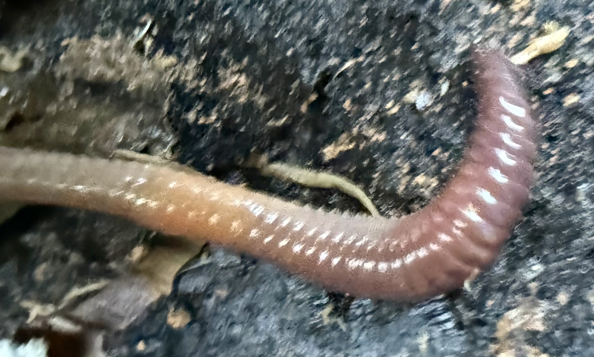 Lumbricus rubellus Hoffmeister, 1843