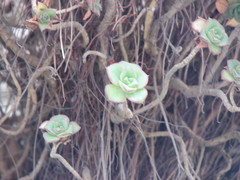 Aeonium haworthii