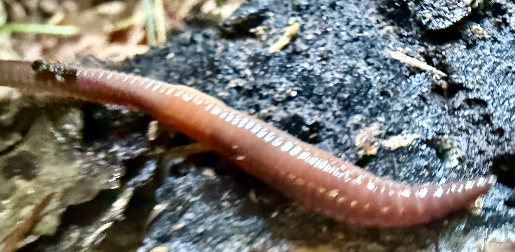 Lumbricus rubellus Hoffmeister, 1843