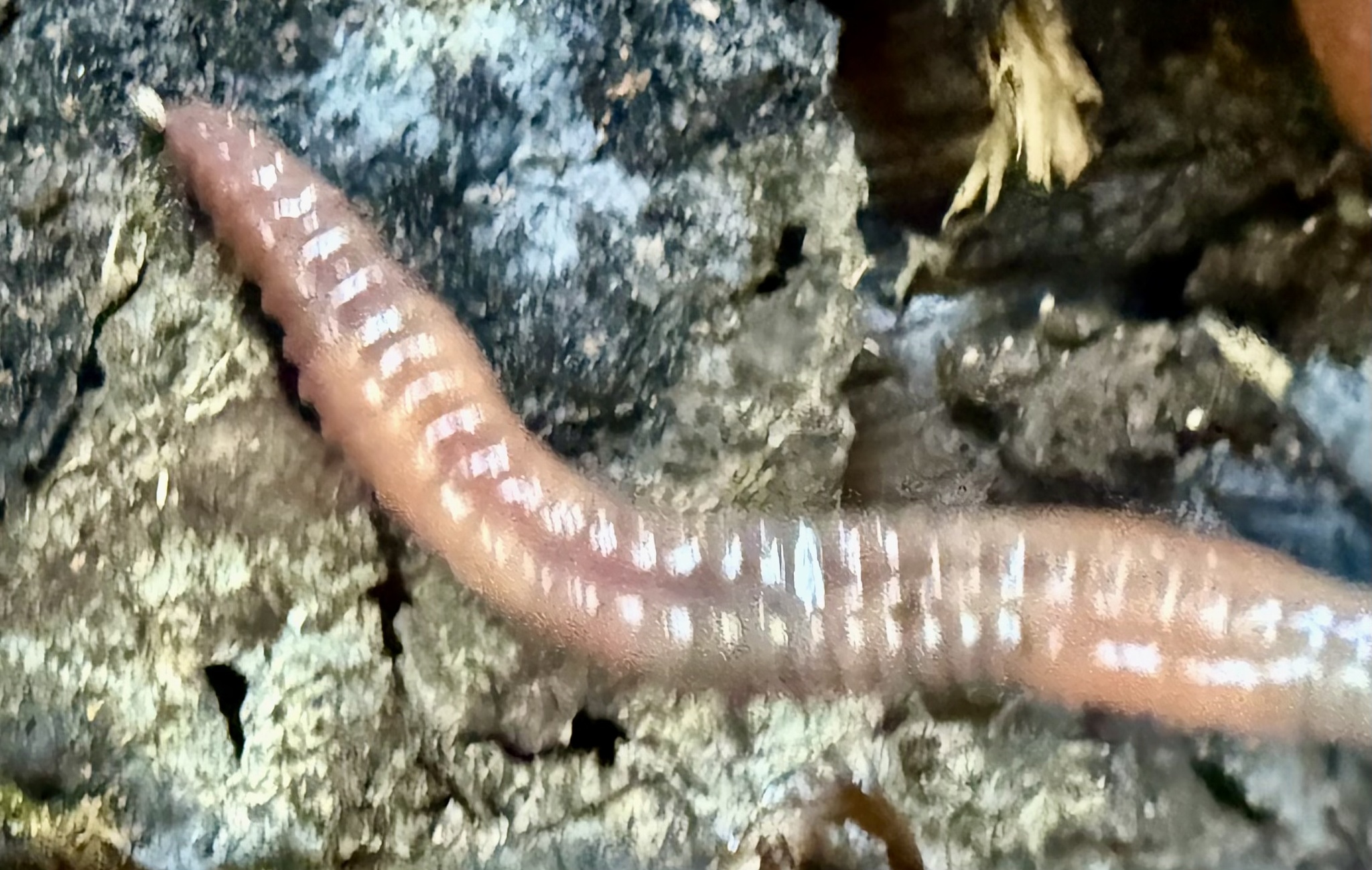 Lumbricus rubellus Hoffmeister, 1843