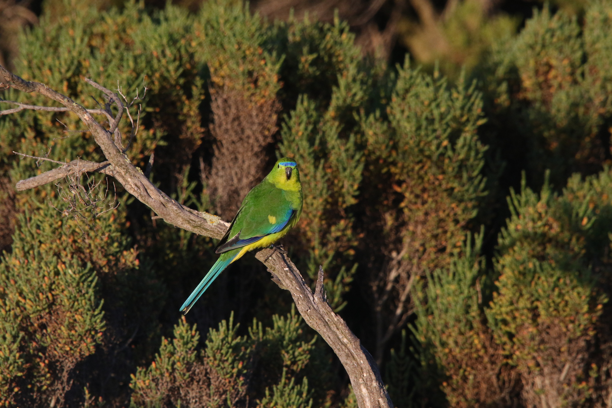Orange-bellied Parrot (Neophema chrysogaster), photo 4