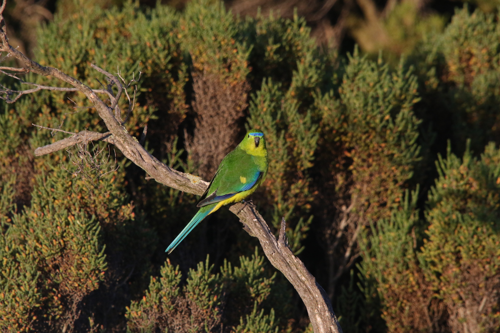 Orange-bellied Parrot (Neophema chrysogaster), photo 3