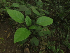 Dendropanax