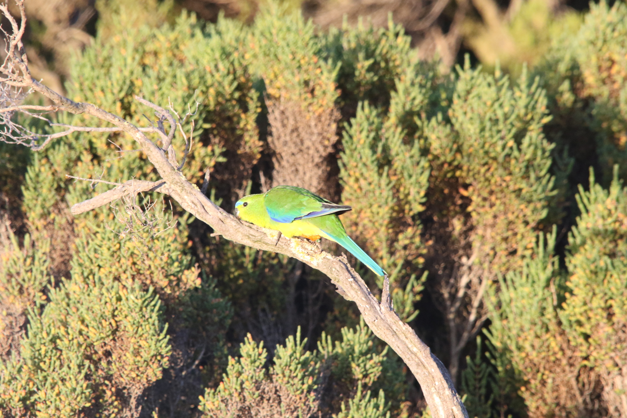 Orange-bellied Parrot (Neophema chrysogaster), photo 9