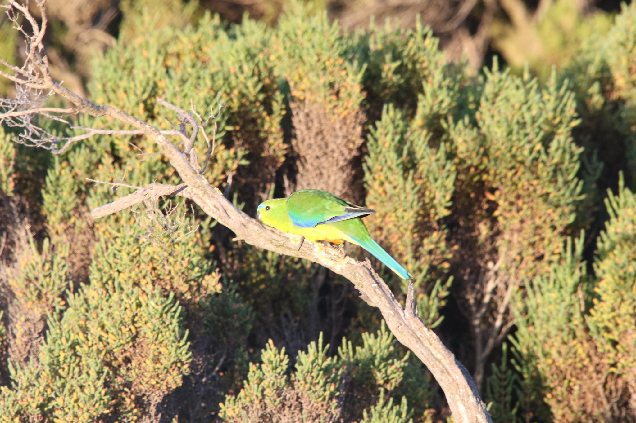 Orange-bellied Parrot (Neophema chrysogaster), photo 10