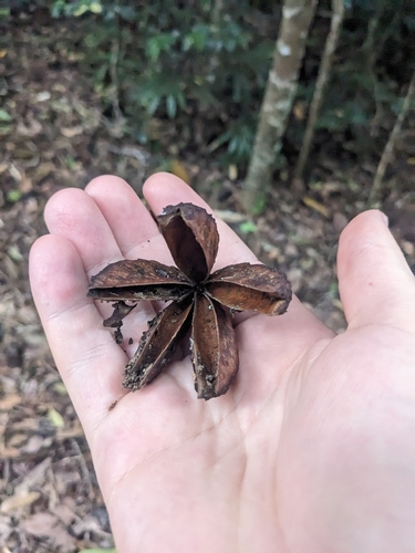 hickory ash (Flindersia ifflana)