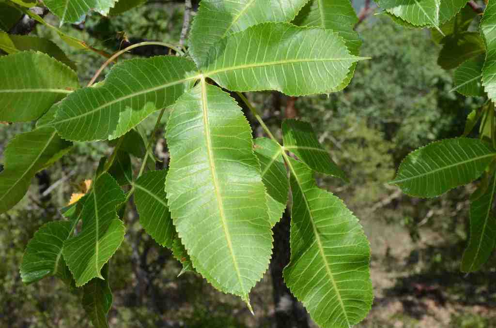 Bursera kerberi