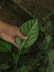 Dendropanax