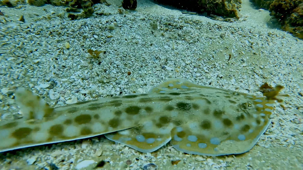 Greyspot guitarfish (Acroteriobatus leucospilus) — Rhinobatidae