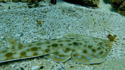 Greyspot guitarfish (Acroteriobatus leucospilus) — Rhinobatidae