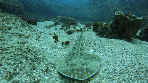 Greyspot guitarfish (Acroteriobatus leucospilus) — Rhinobatidae