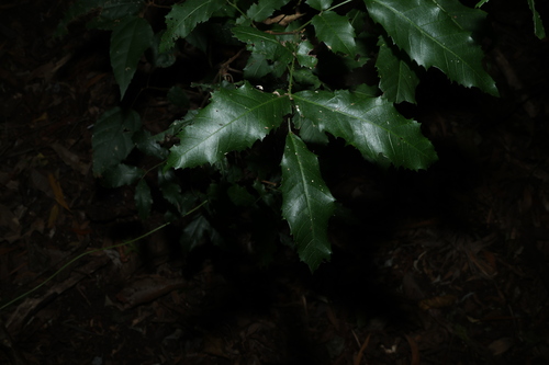 Green Tamarind (Elattostachys nervosa)