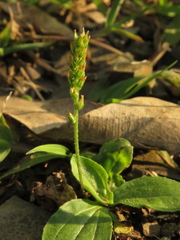 Plantago australis