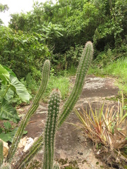 Praecereus euchlorus
