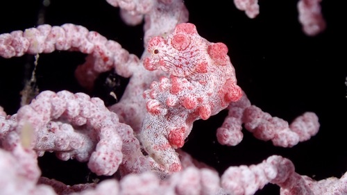 Bargibant's pygmy seahorse (Hippocampus bargibanti) — Syngnathidae — 4
