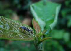 Phylloscyrtus amoenus