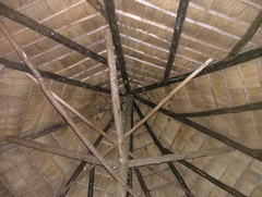 Epomophorus labiatus