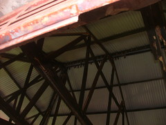 Epomophorus labiatus