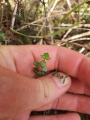 Gonocarpus aggregatus