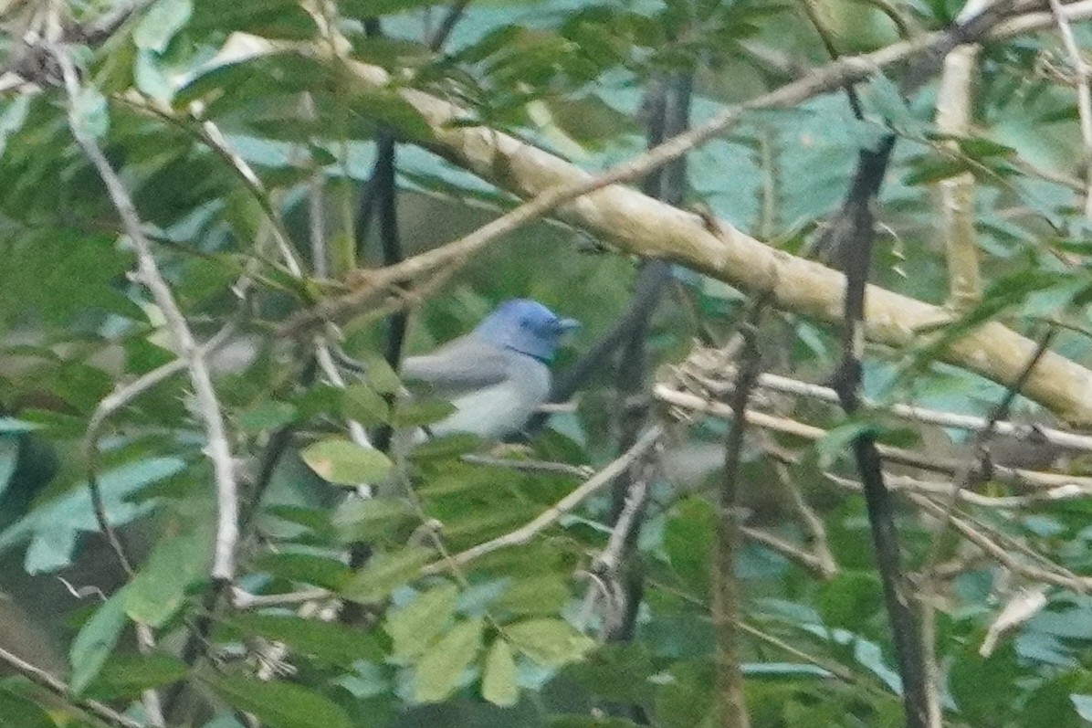 Black-naped Monarch (Hypothymis azurea), photo 2