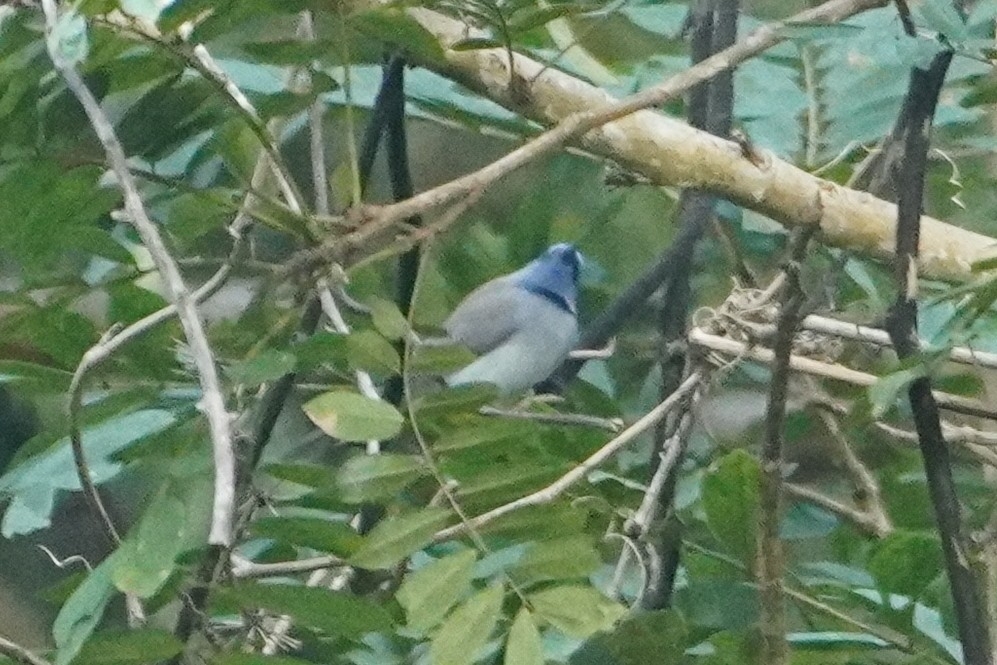 Black-naped Monarch (Hypothymis azurea), photo 7