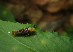 Aulacizes conspersa