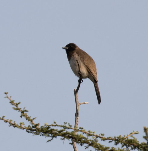 Bulbul naranjero (Pycnonotus barbatus)