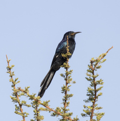 Black Scimitarbill photo 4