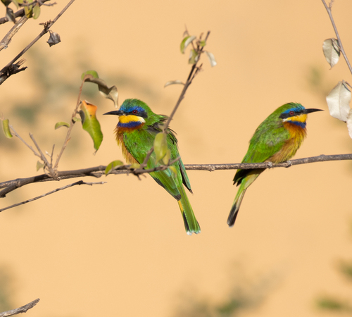Ethiopian Bee-eater (Merops lafresnayii), photo 3