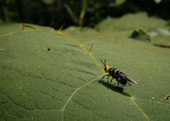 Cyphomyia leucocephala