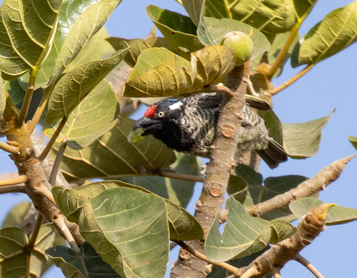 Banded Barbet (Lybius undatus), photo 8