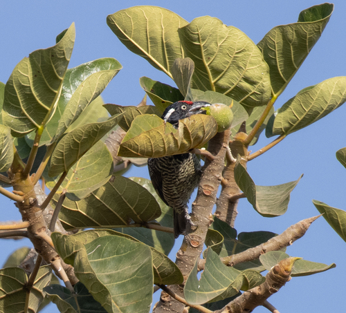 Banded Barbet (Lybius undatus), photo 8